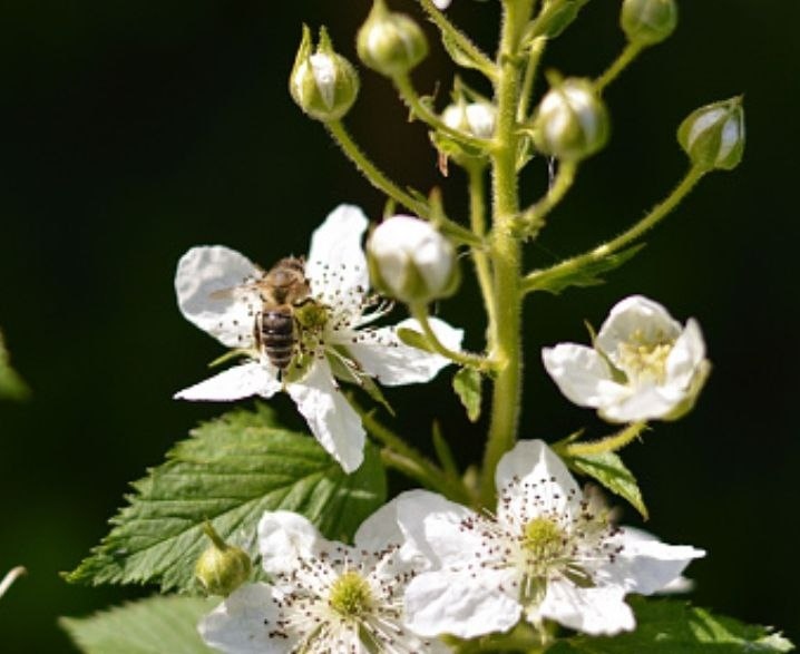 Biene auf Brombeerblüte